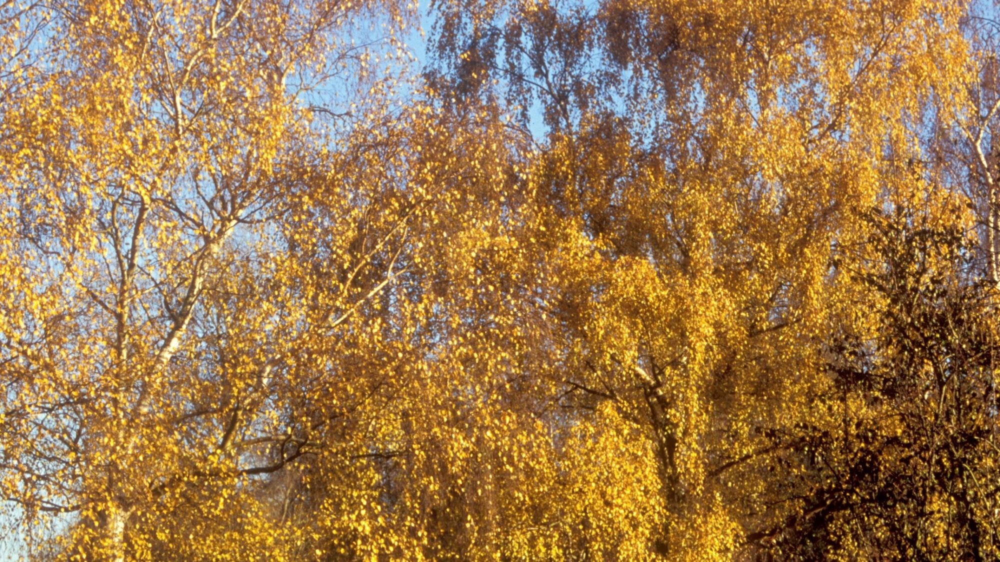 Birch collection in golden autumn colours