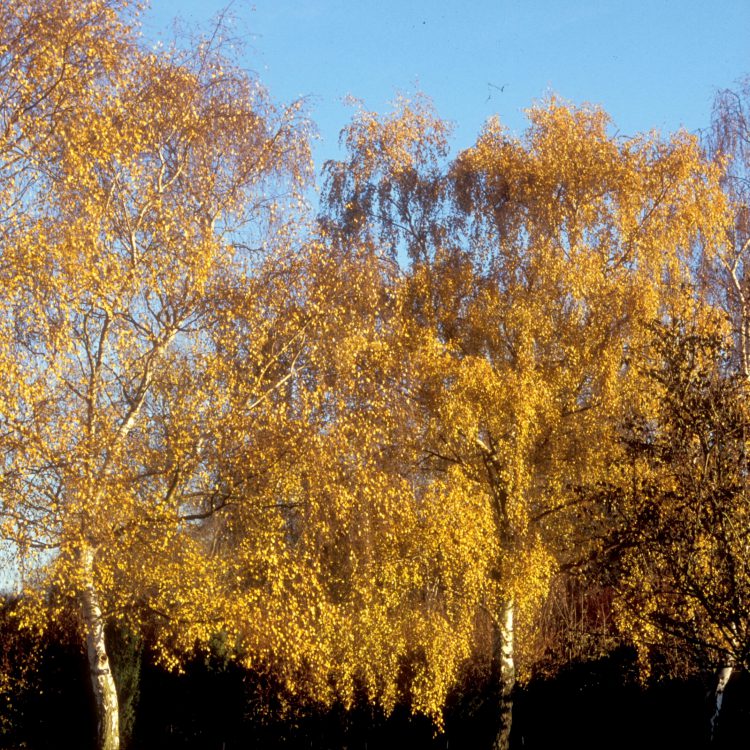 Birches