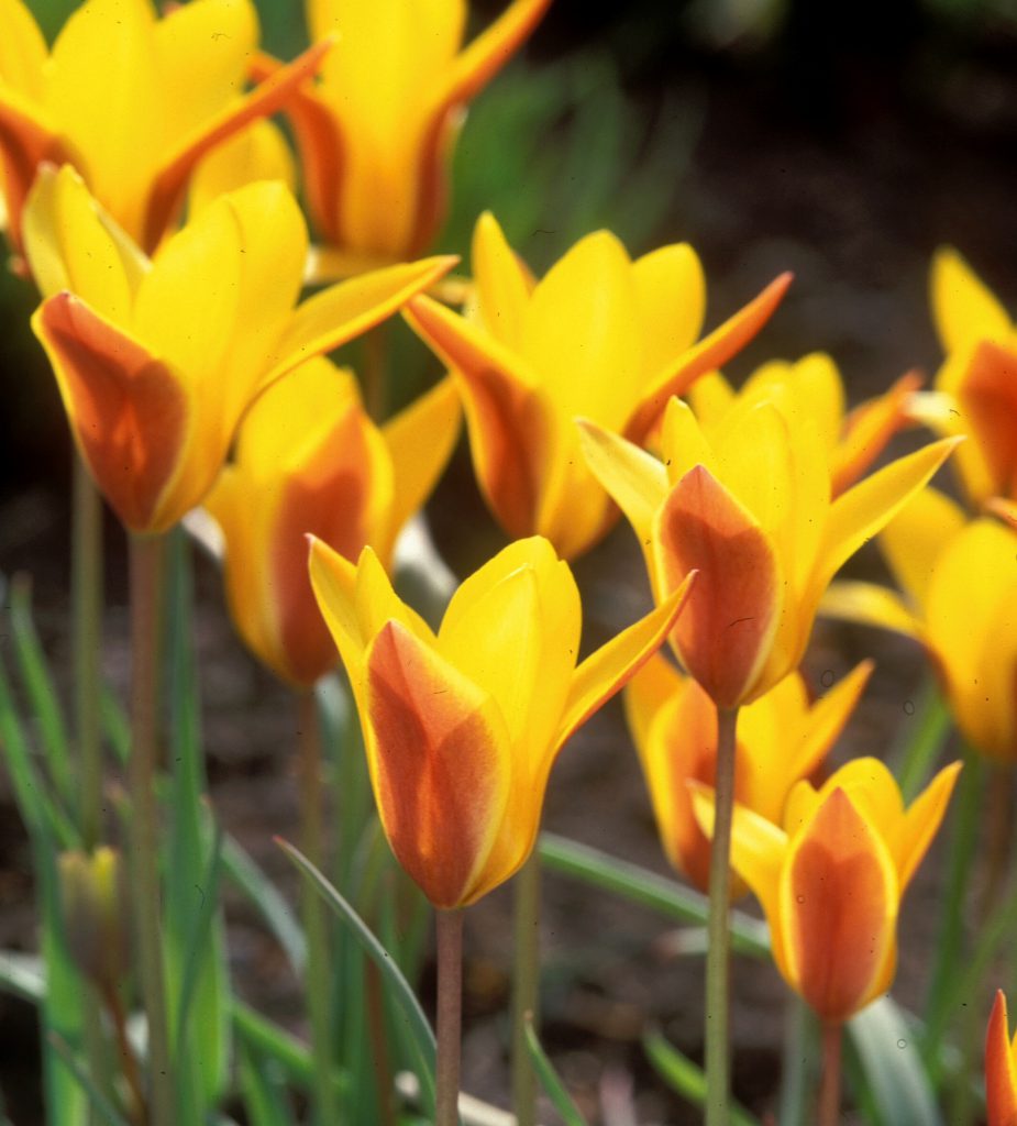 Yellow species tulips with orange outer petals.