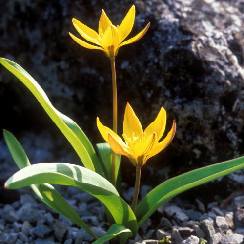 In Search of Wild Tulips - blogpost
