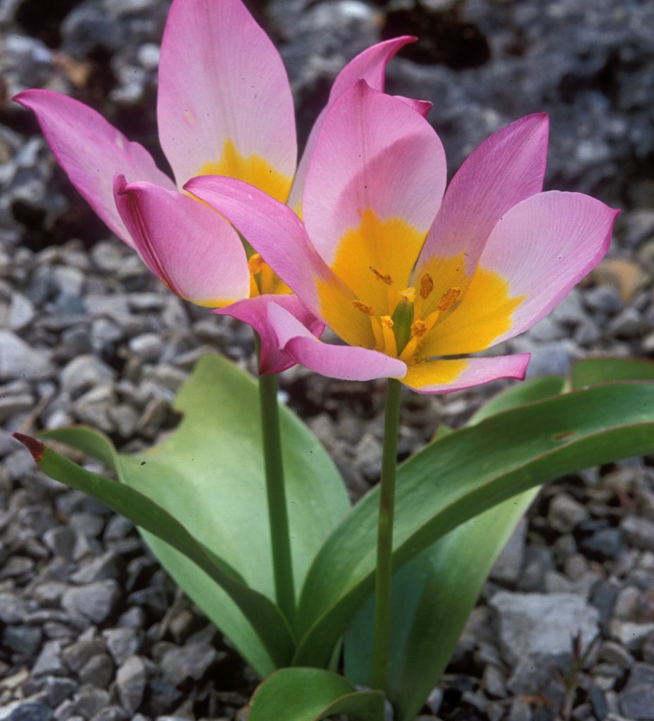 Pink species tulips with orange centres.