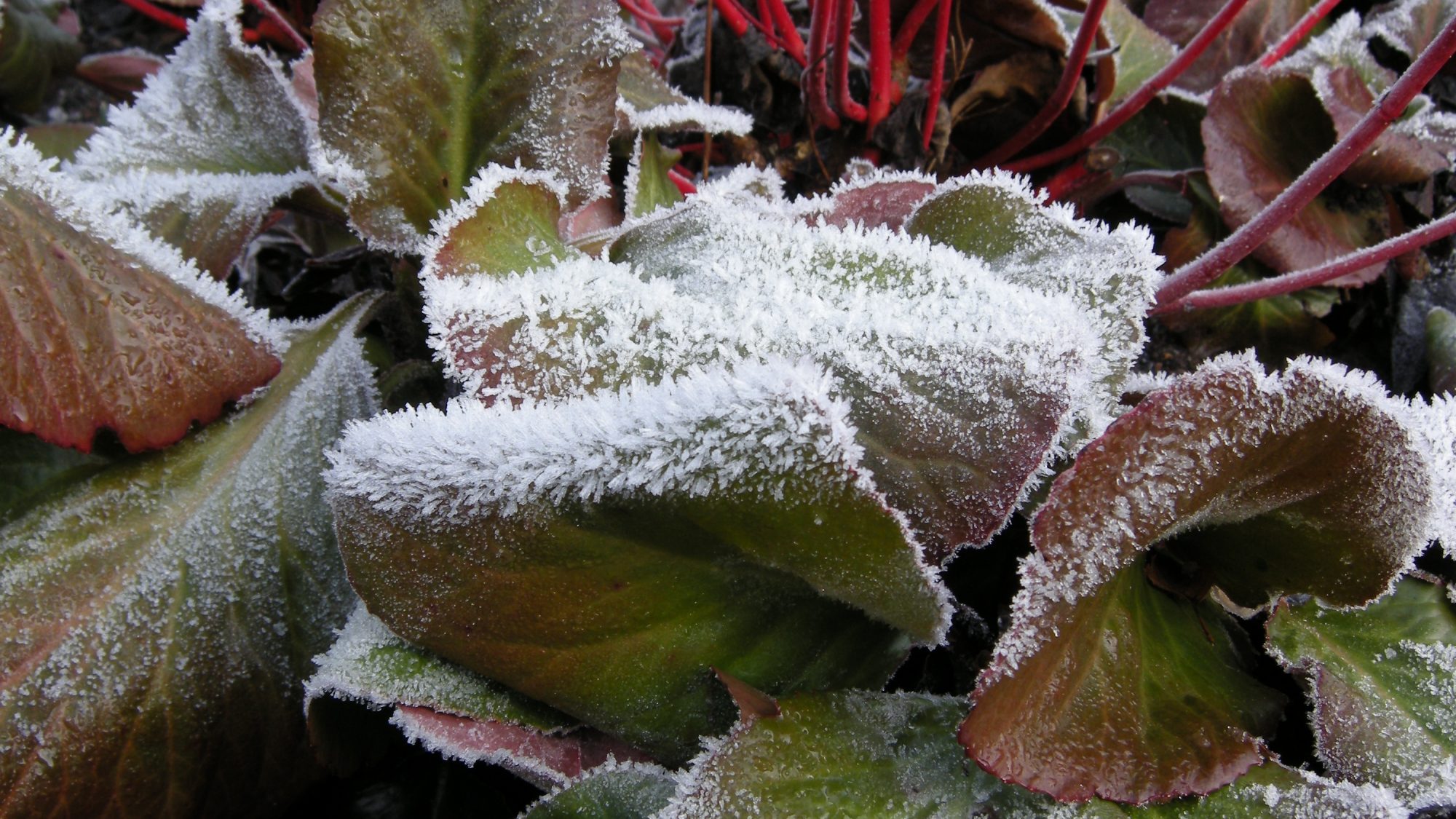 ’Cornus alba ‘Sibirica' underplanted with Bergenia ‘Bressingham Rubyn' in the Winter garden on a frosty day. 