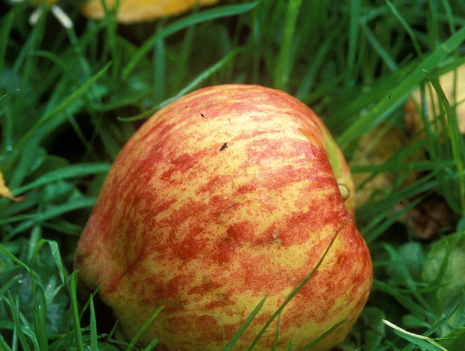 An apple on the grass, fallen from Isaac Newton's Apple Tree.