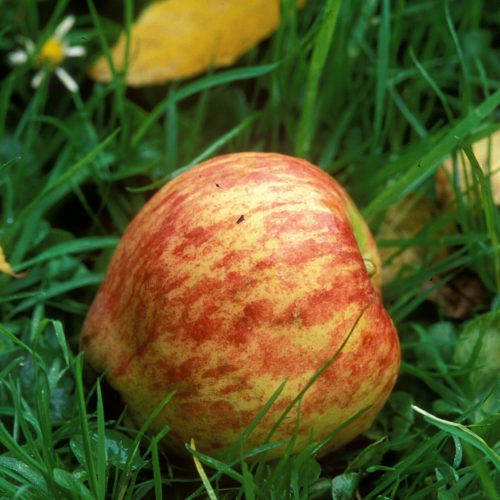 Isaac Newton’s Apple Tree