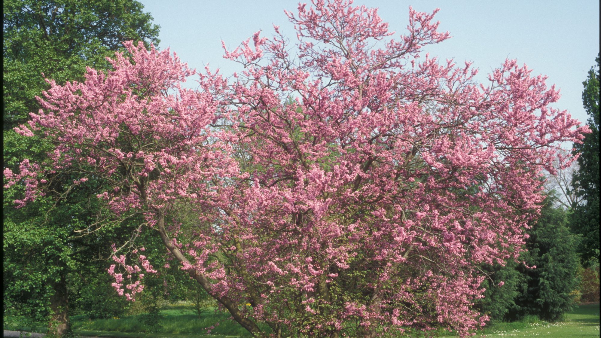 The pink flowers of the Judas Tree next to a garden path.