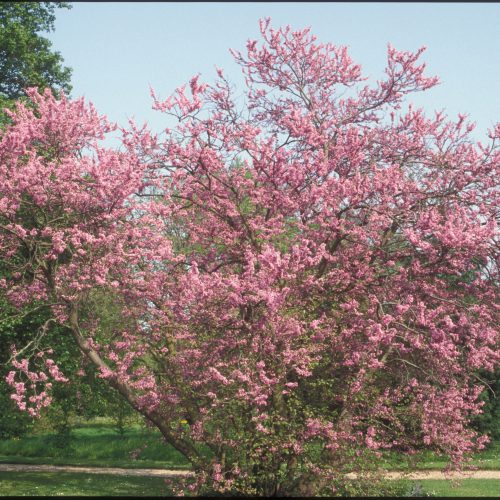 Judas Tree