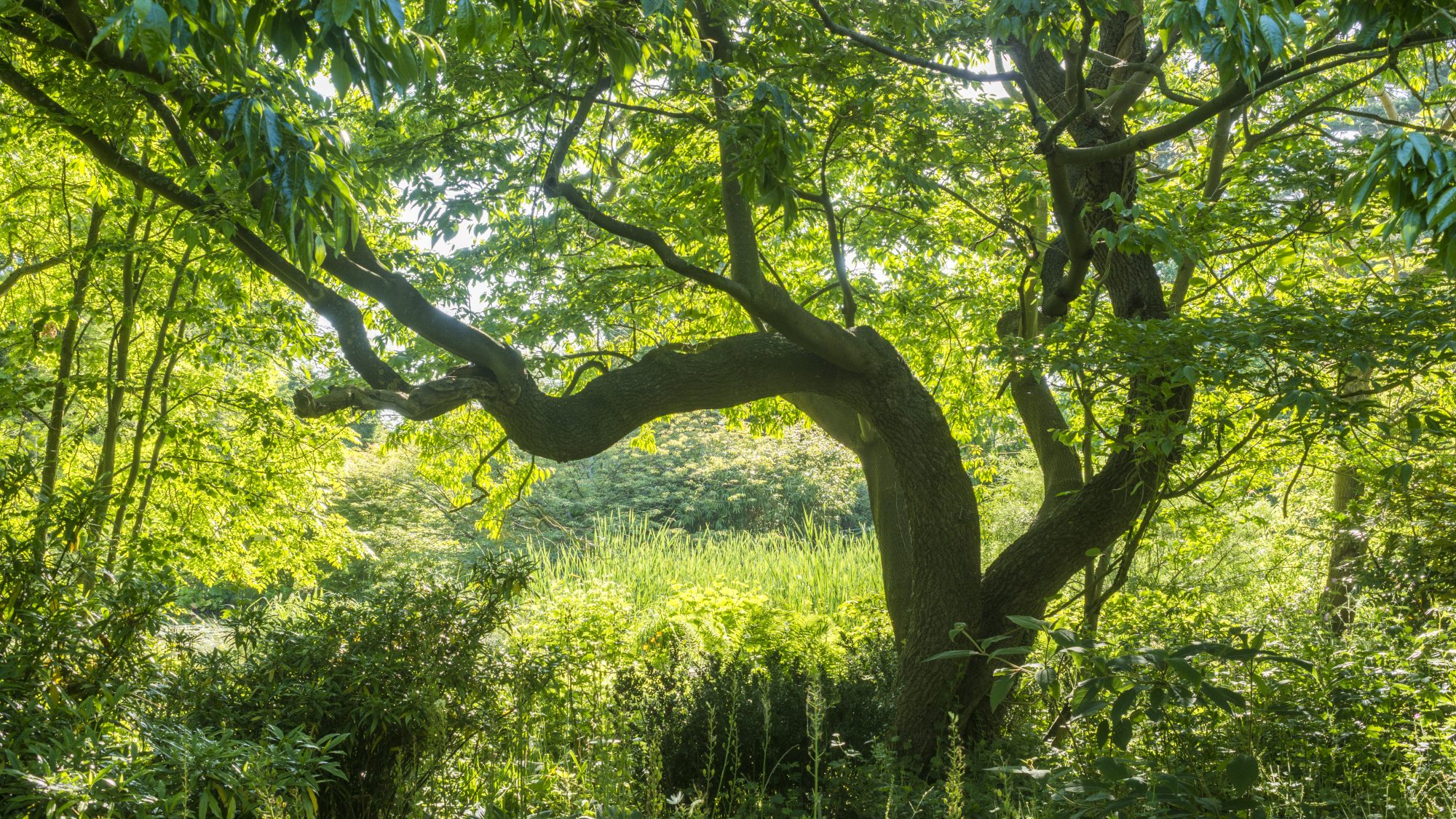 A tree curves towards the sunlight with green shrubs and trees all around it.