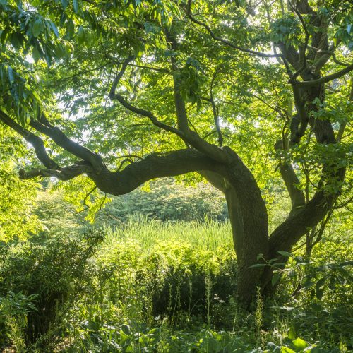 Bitesize Botanics Archive: April 2020