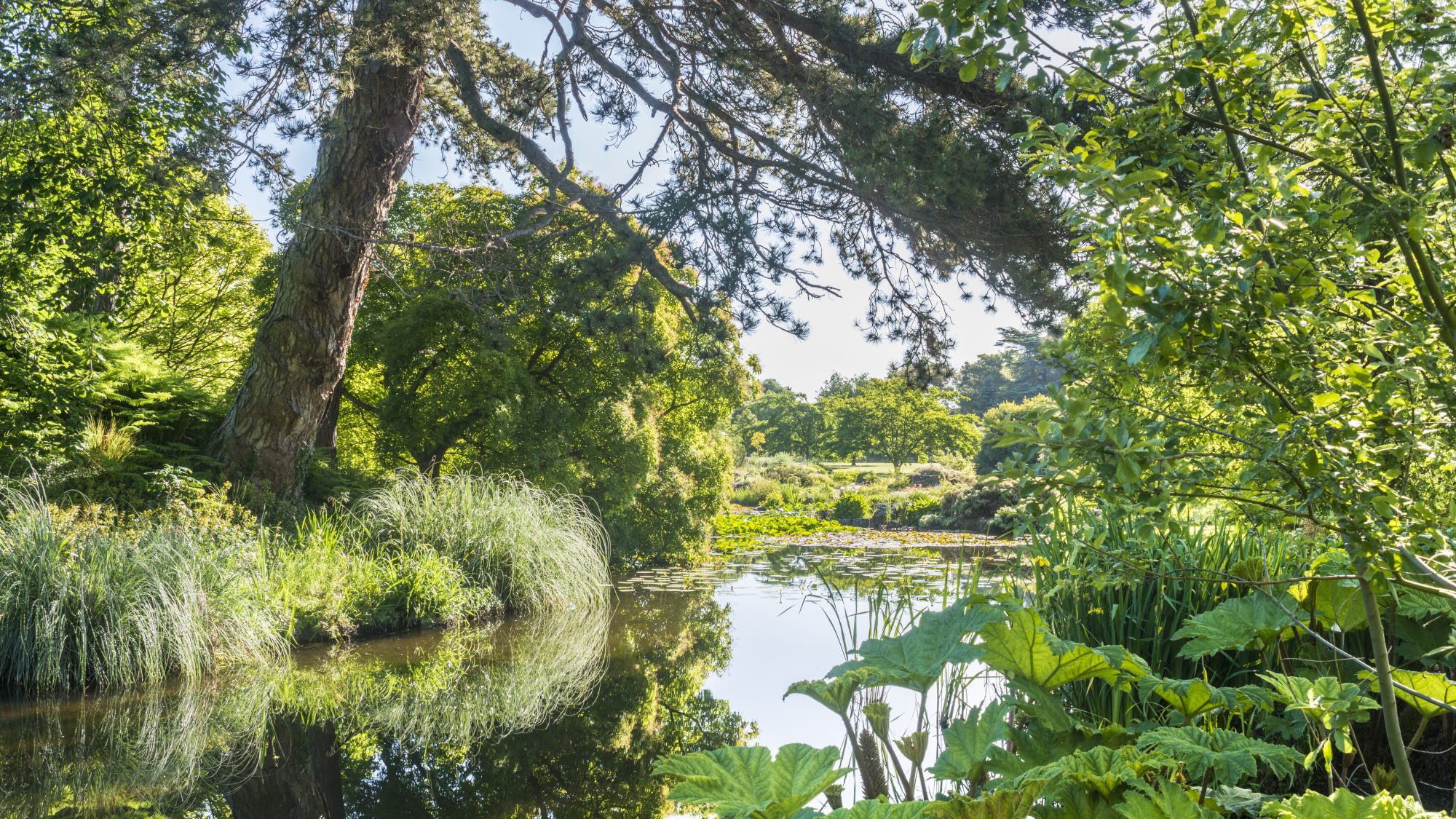 The lake with trees reflected in the water.