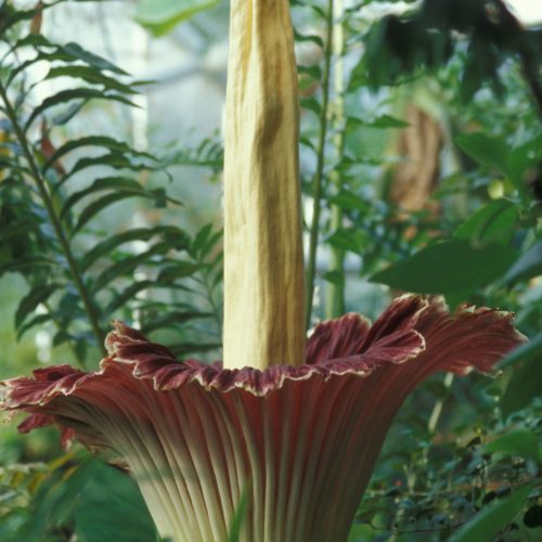 Titus Arum – a Titanic Success