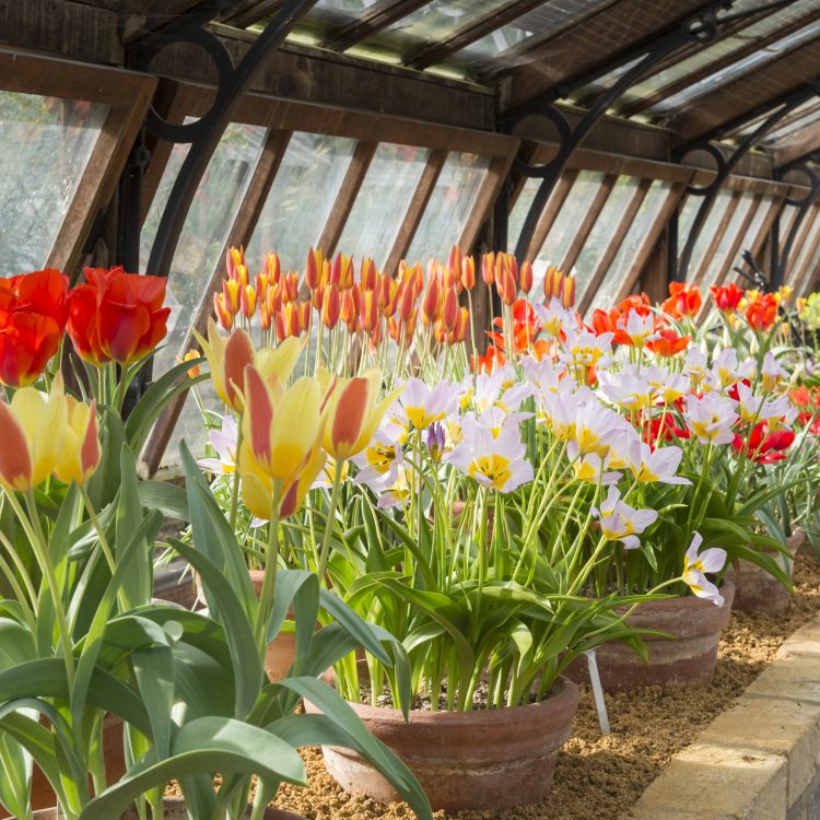 Horticultural Collections