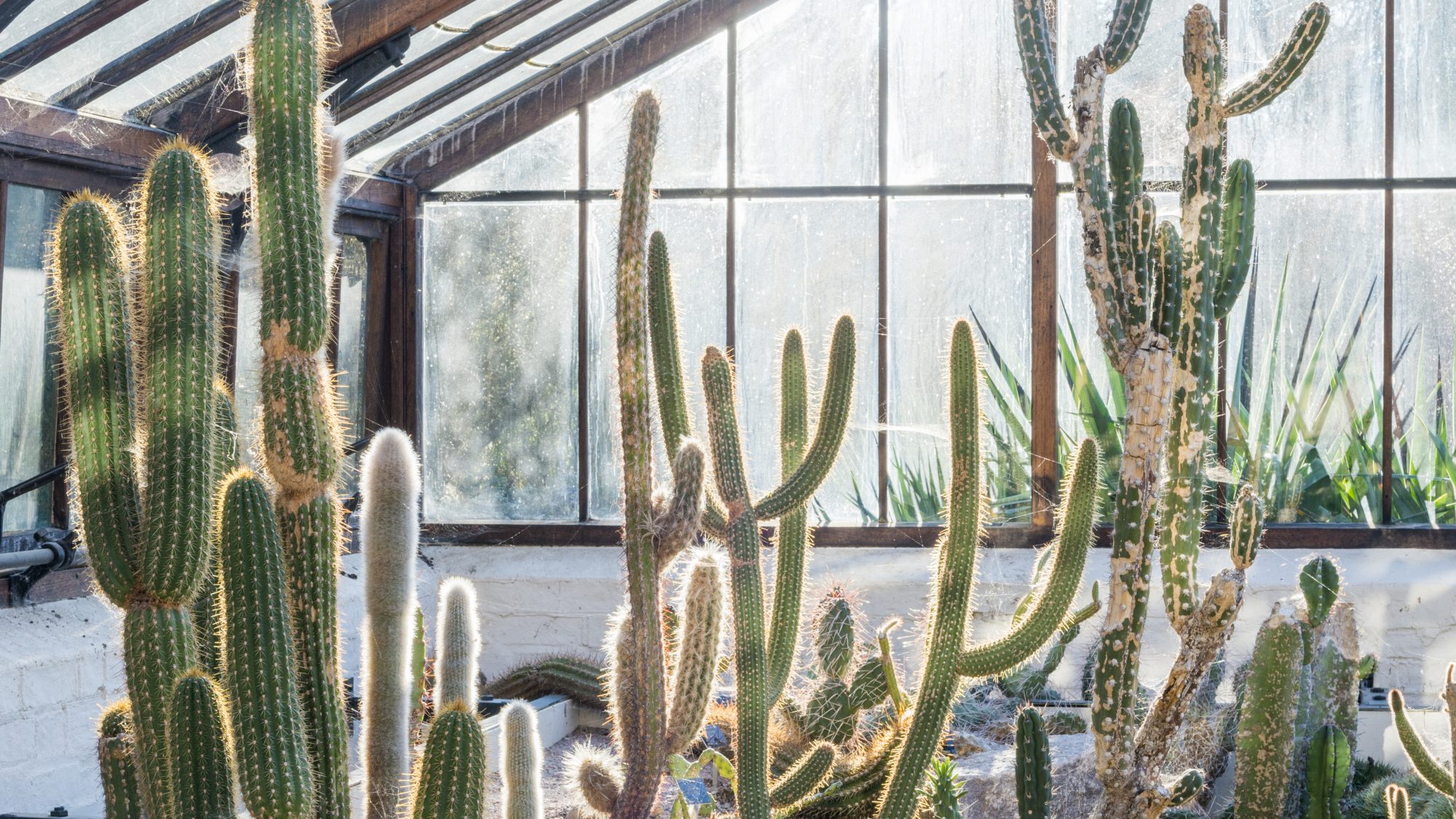 Arid Lands