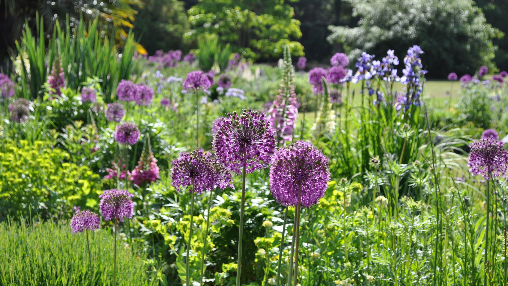 Purple alliums in the Bee Borders.