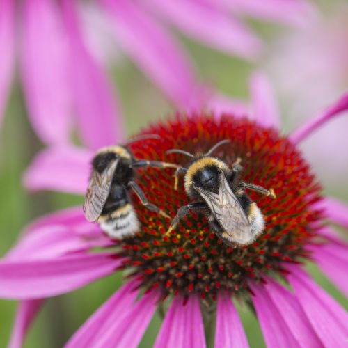 Botanic Garden abuzz as latest research is revealed