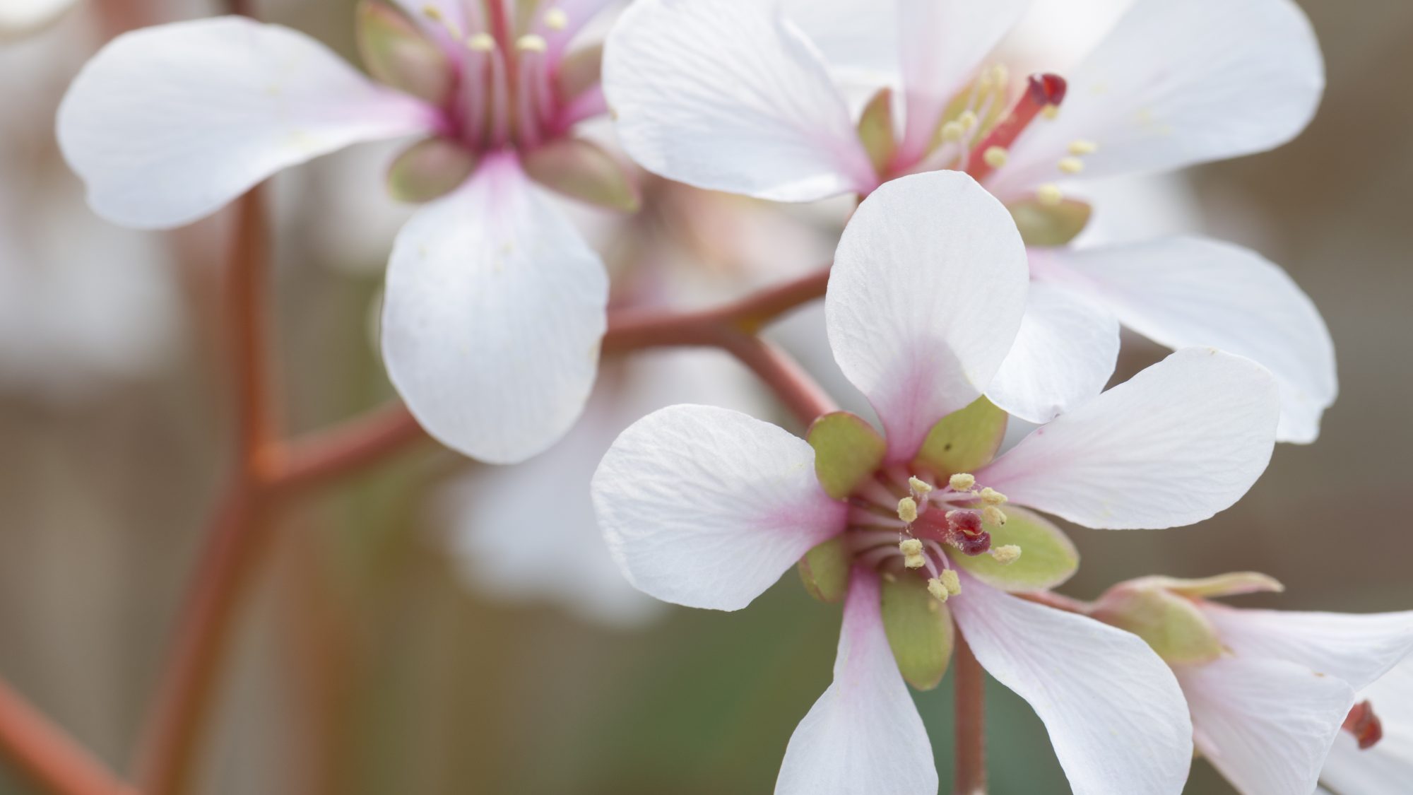White bergania flowers