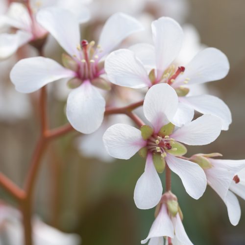 Bergenia