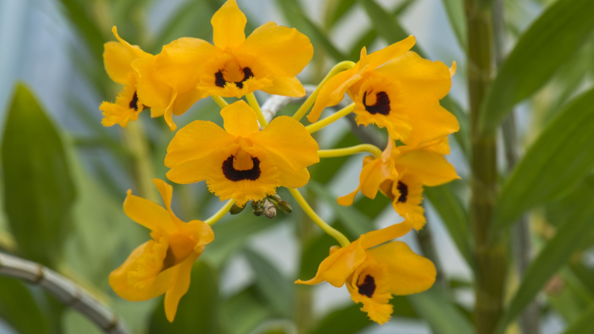 Dendrobium gouldii