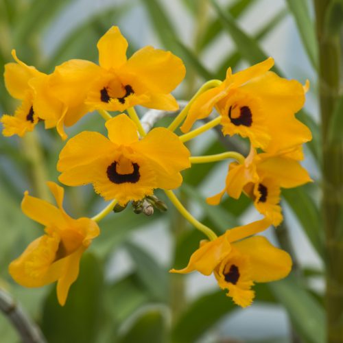 Orchids 2017: Another India, opens at the Garden