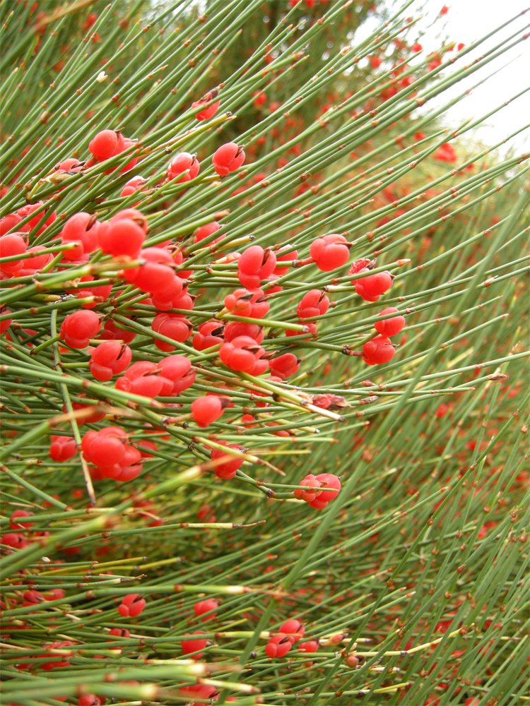 Red berry-like fruits of the ephedra species.
