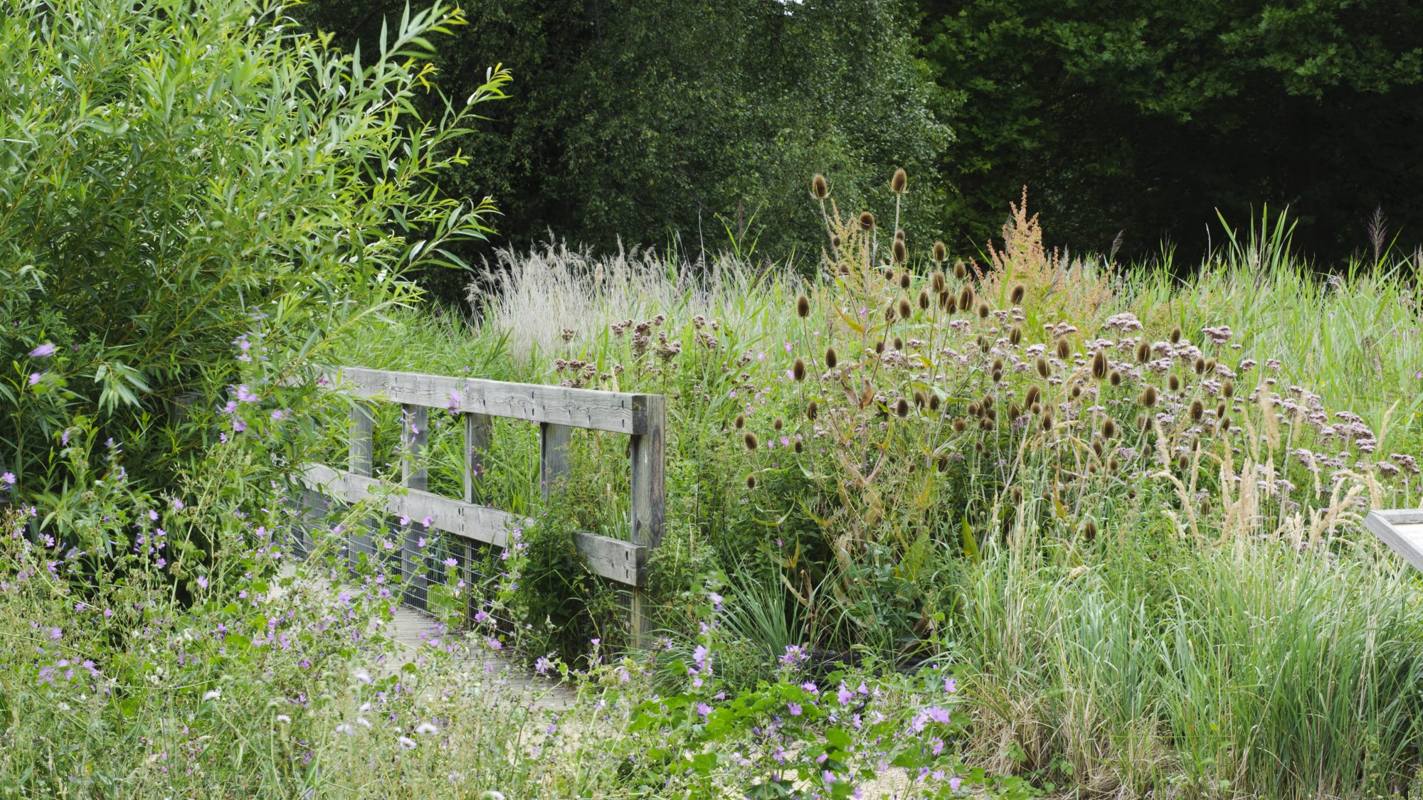 A fen garden with tall reeds and a bridge.