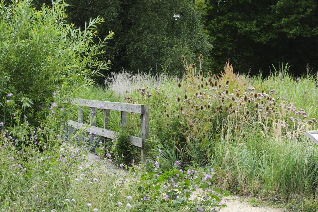 A bridge through fenland reeds.