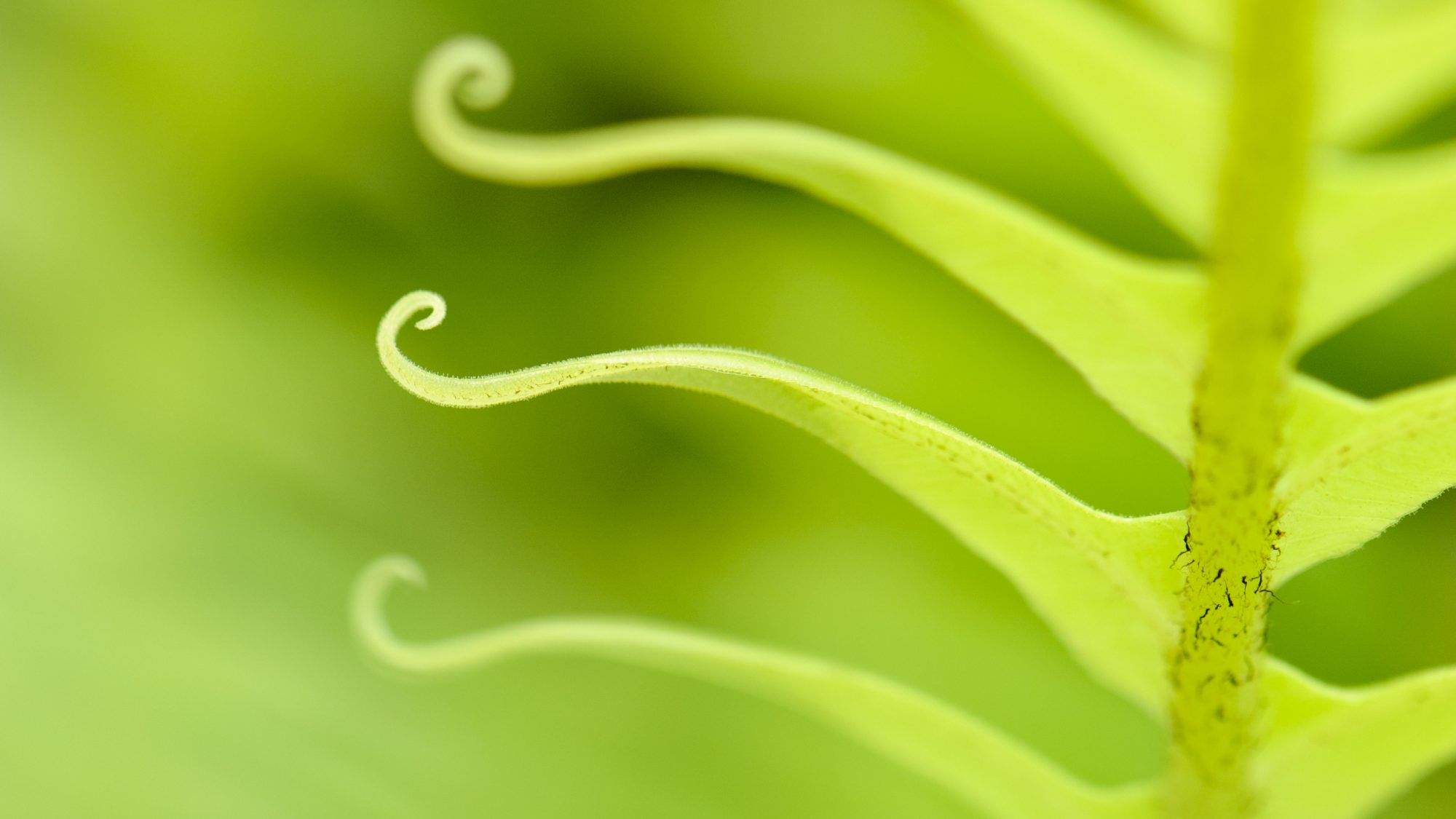 A green fern frond.