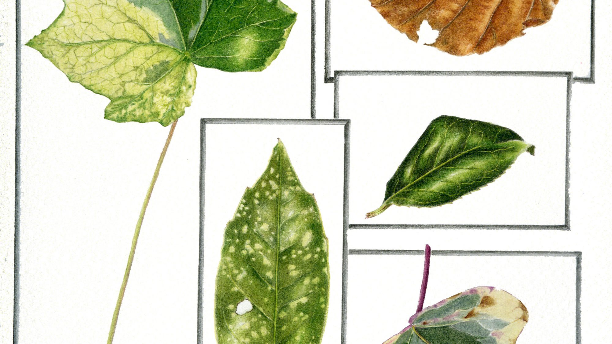 a pencil illustration of leaves