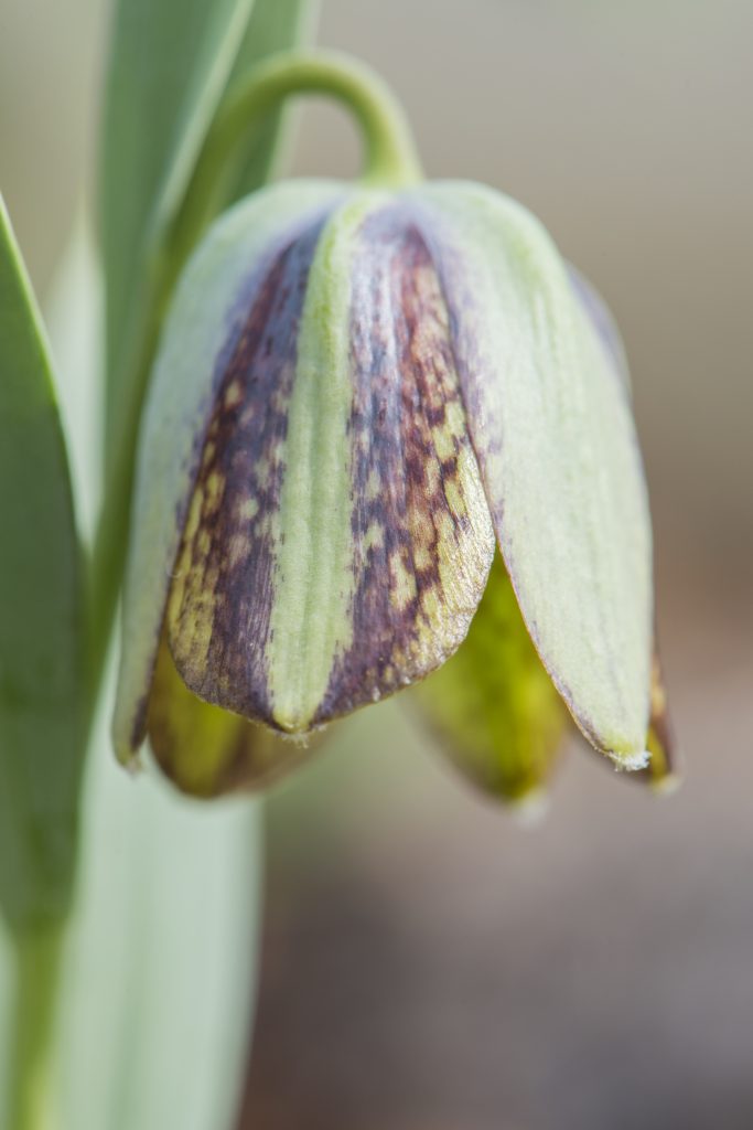Fritillaria hermonis ssp. amana, a greeny-brown downward-facing flower.