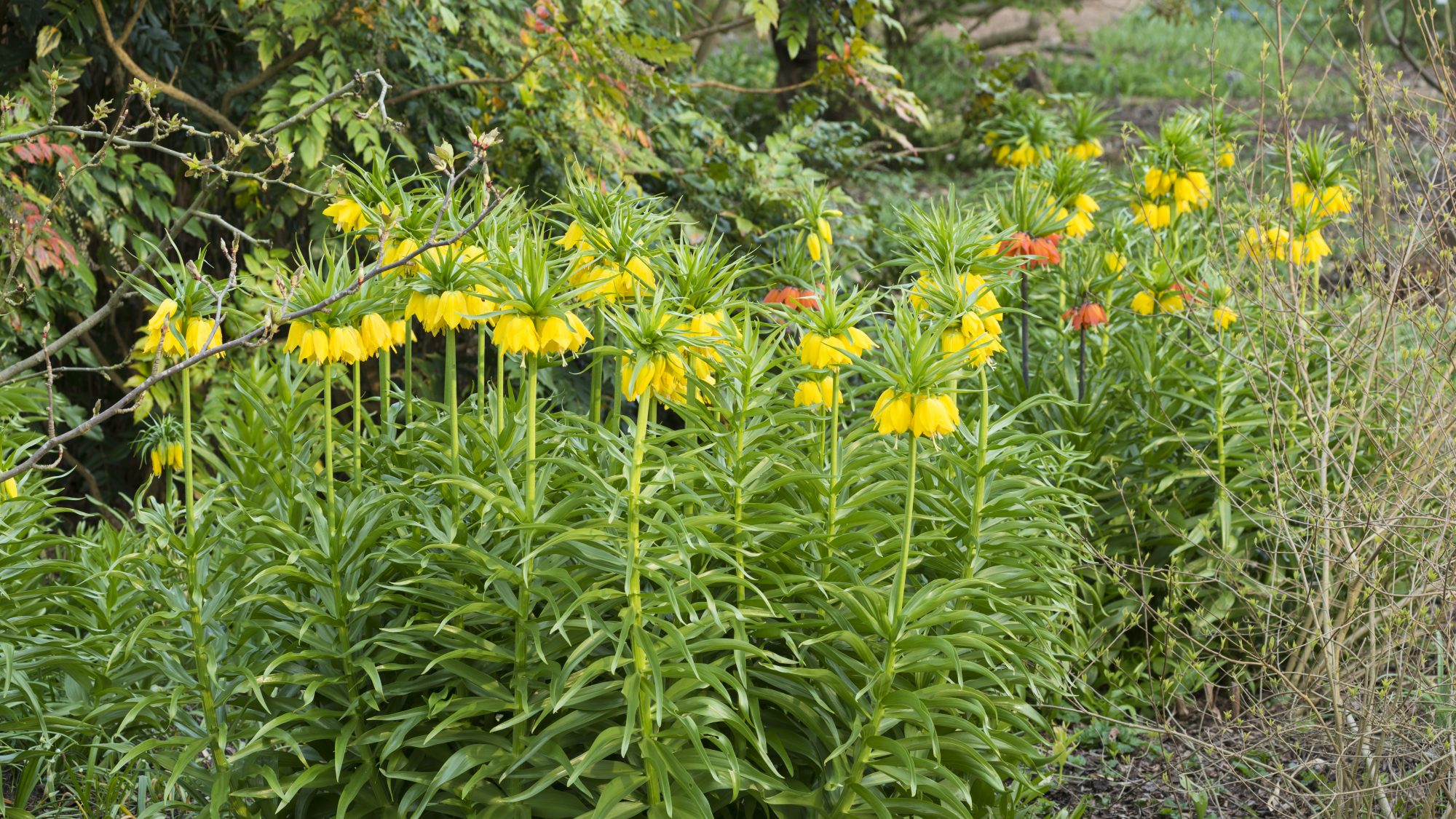 Yellow fritillaria flowers in the woodland area.