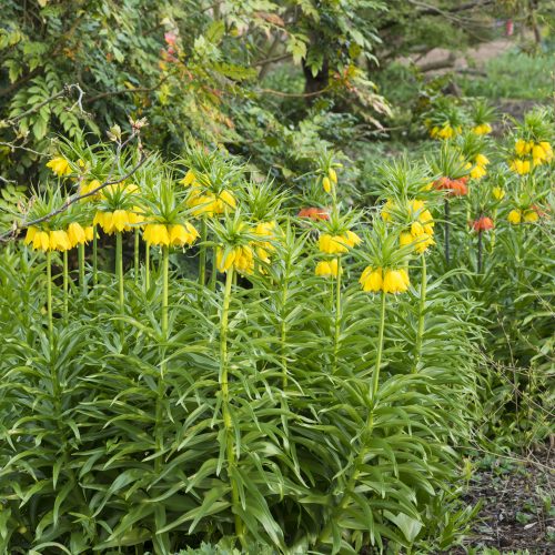 Fritillaria (European species)