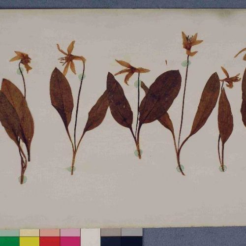 Department of Plant Sciences - Herbarium
