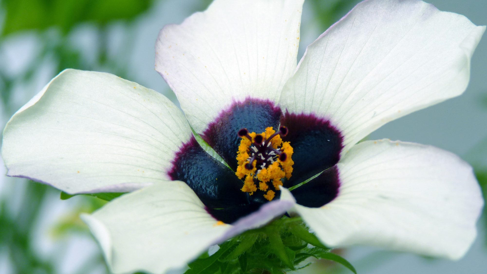 Hibiscus trionum