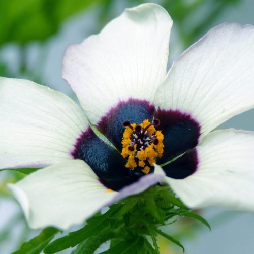 New research by CUBG Director reveals petals produce a ‘blue halo’ that helps bees to find flowers