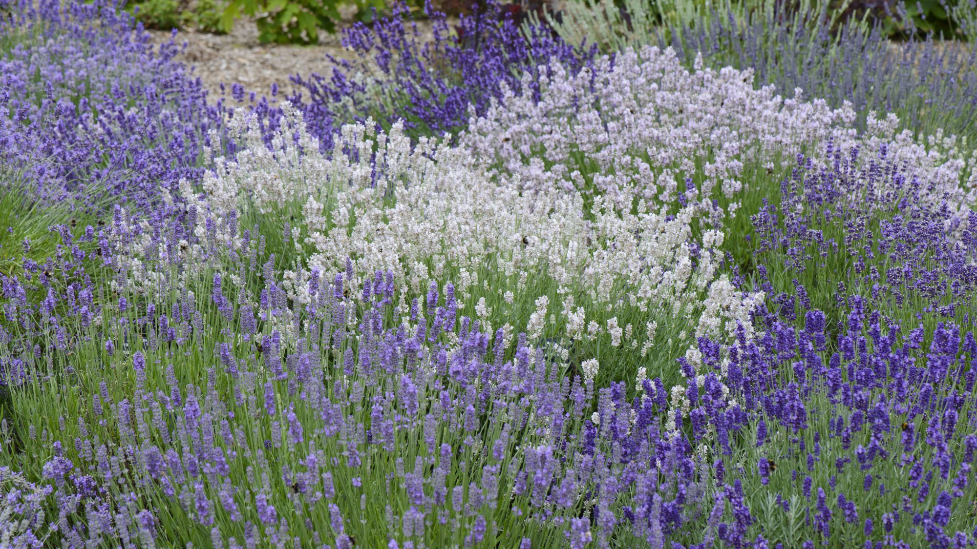 A flower bed full of lavender in different shades of purple.