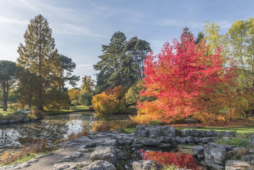 Autumn colour in the Rock garden. 