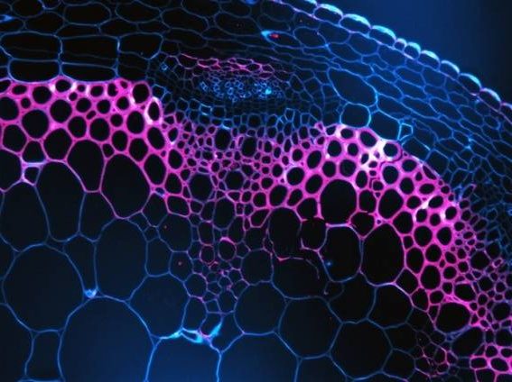 Slice through a plant stem showing cellulose in blue, xylan in red. Xylan is the 'glue' that is important for woody plant cell wall strength