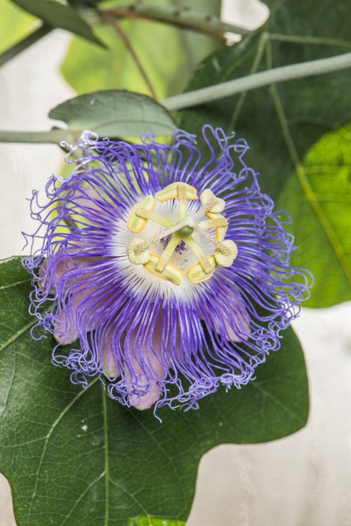 Passiflora garckei. Purple passionflower.