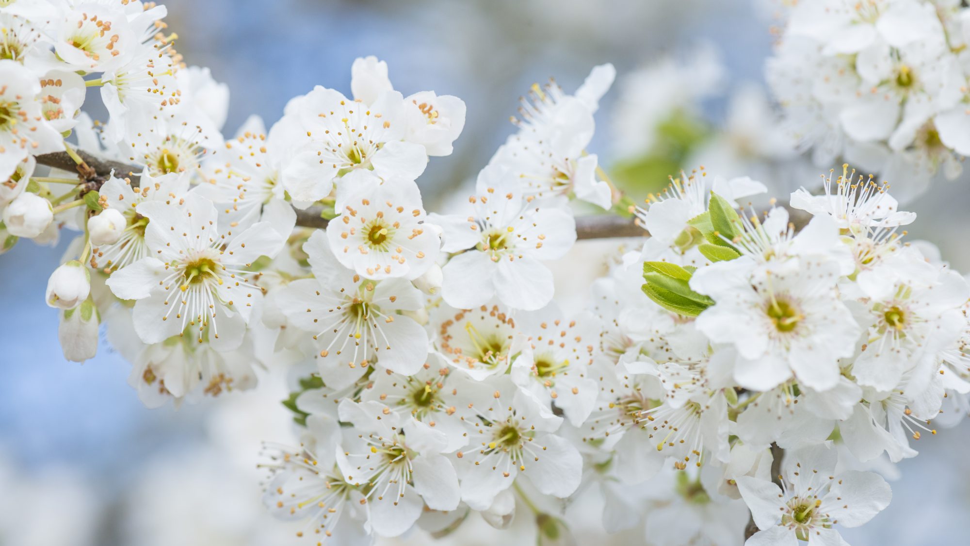 White cherry blossoms on a branch against a blue sky.