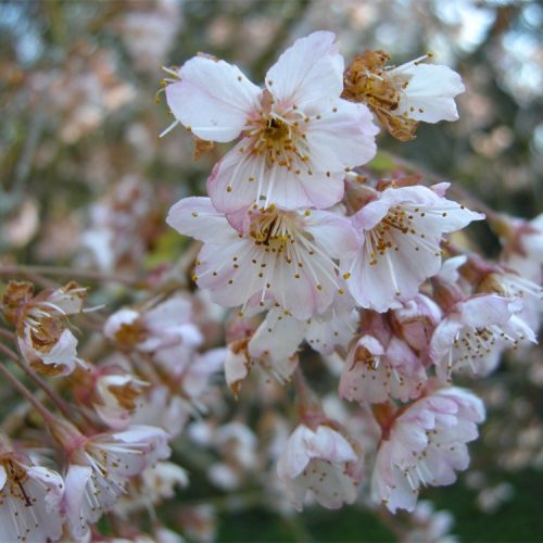 Prunus pseudocerasus ‘Cantabrigiensis’