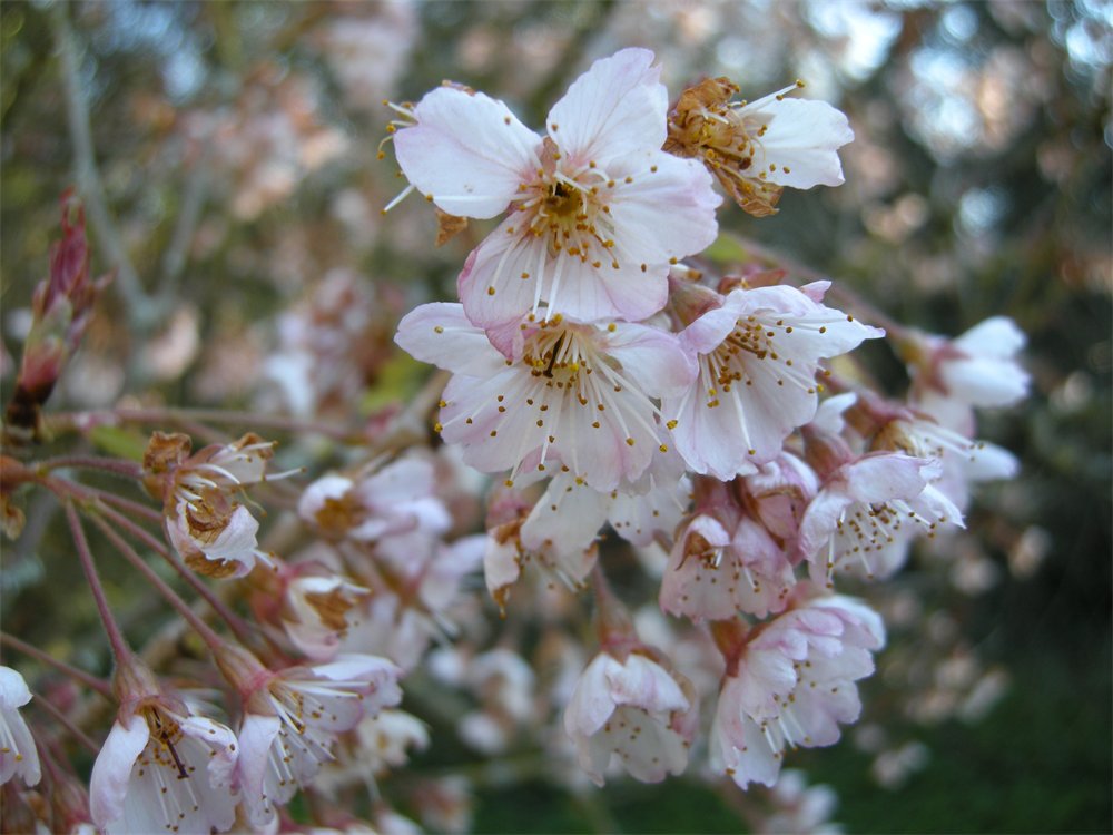Prunus pseudocerasus ‘Cantabrigiensis’, small white cherry blossoms with pink tips.
