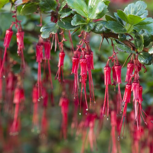 Ribes