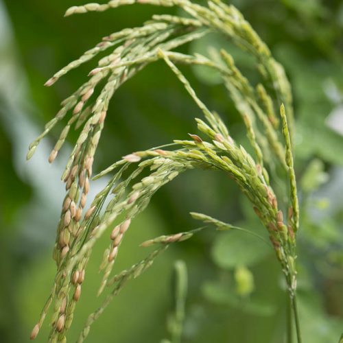 Plant Science Talks