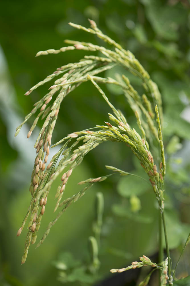 Rice growing.