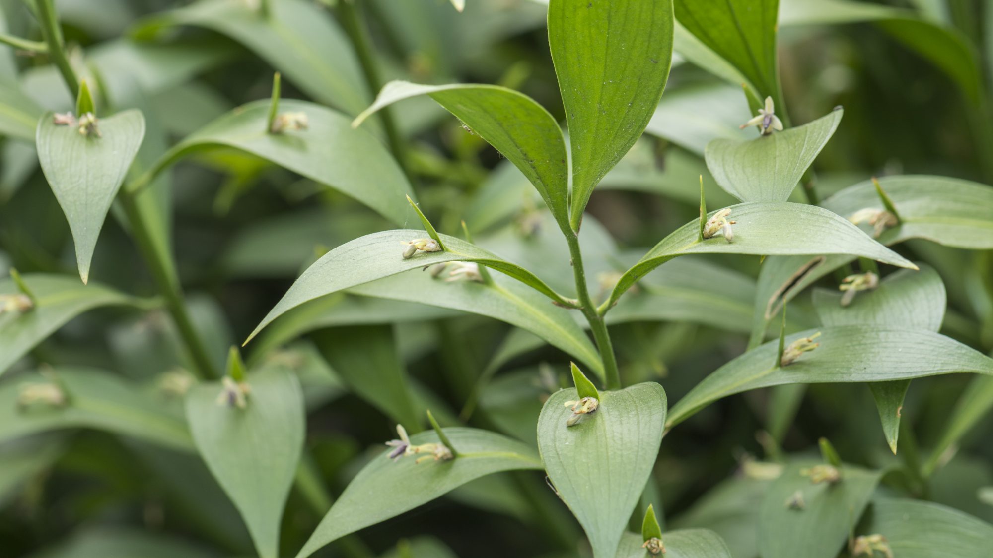 Ruscus plant with leaf-looking stems and small flowers growing out from them.