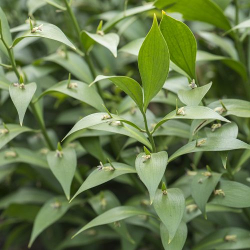 Ruscus