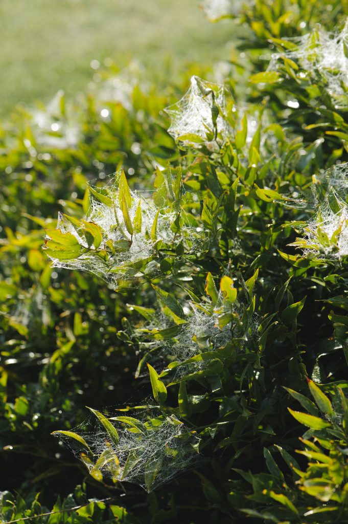 Cobwebs on Danae racemosa