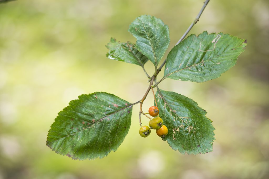 The branch and berries of Sorbus anglica