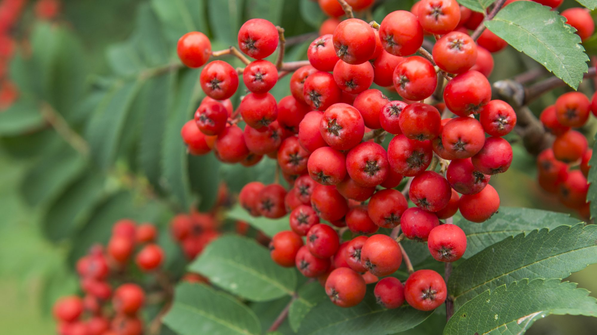 Small red berries on the native sorbus tree.