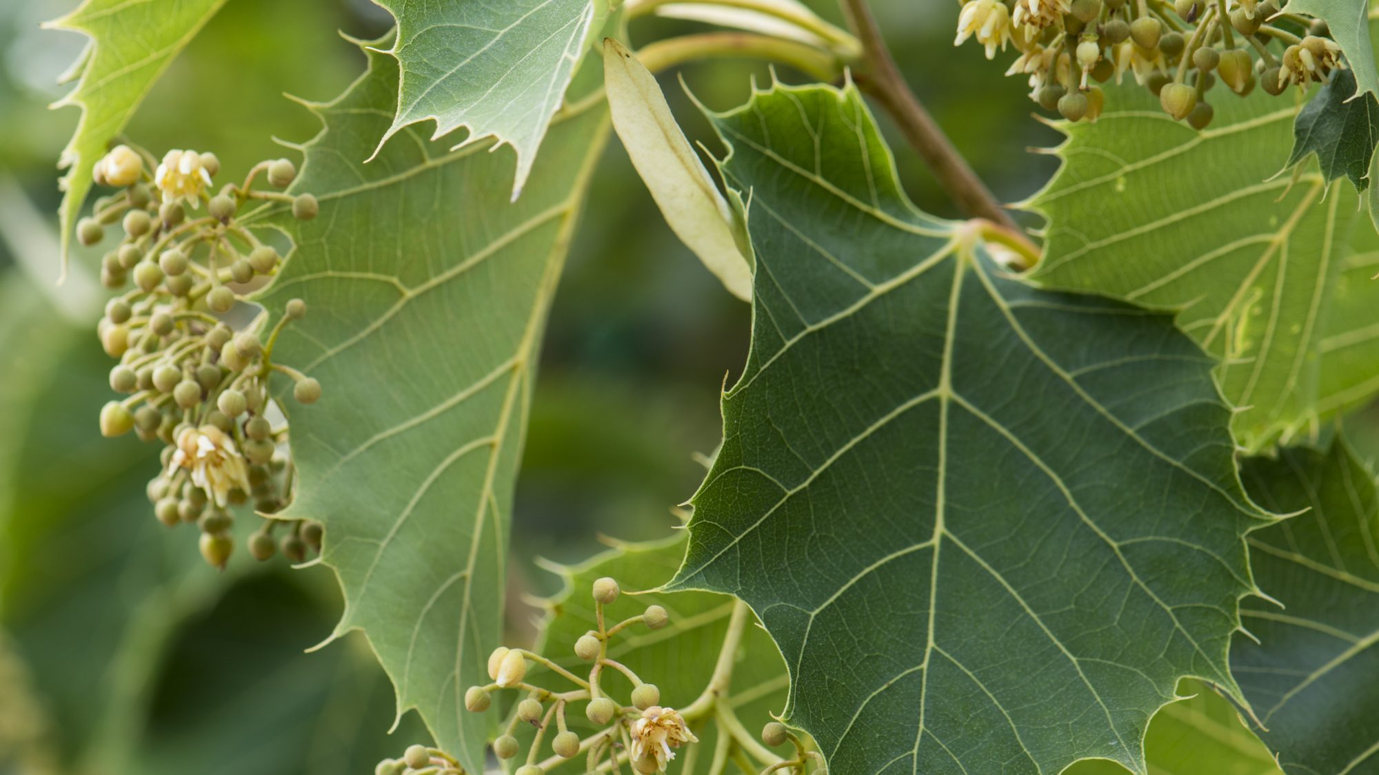Leaves of a lime tree.