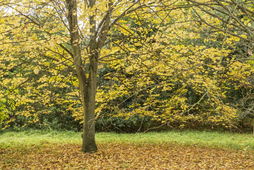 A lime tree in autumn with yellow leaves.